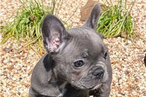 Aria - French Bulldog for sale