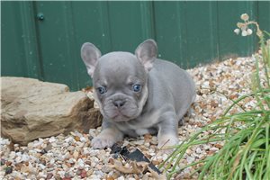 Delta - French Bulldog for sale