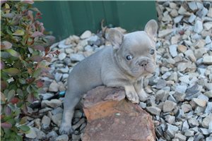 Amelia - French Bulldog for sale