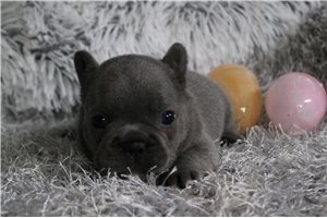 Aria - puppy for sale