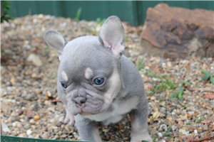 Dolly - French Bulldog for sale
