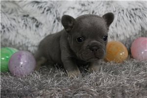 Amelia - French Bulldog for sale
