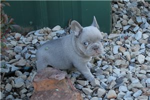 Asher - French Bulldog for sale