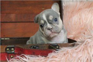 Daisy - puppy for sale