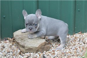 Denise - French Bulldog for sale