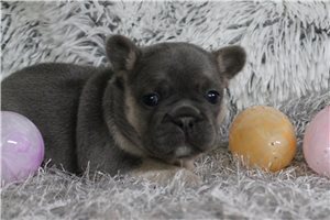 Aiden - puppy for sale