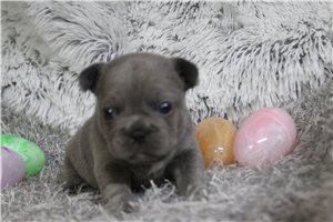 Aurora - puppy for sale