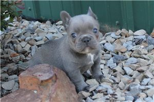 Aria - French Bulldog for sale