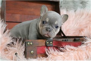 Dolly - puppy for sale