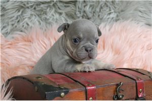Delta - French Bulldog for sale