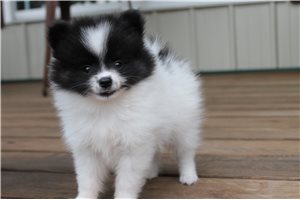 Agnes - Pomeranian for sale