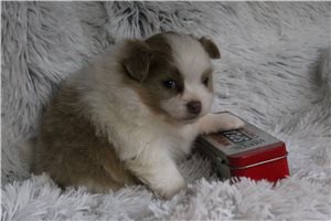 Kodak - Pomeranian for sale