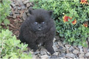 Tilly - Pomeranian for sale