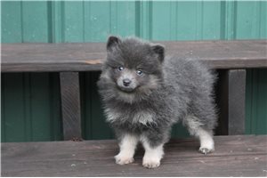 Mirabelle - Pomeranian for sale