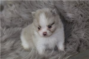 Foster - puppy for sale