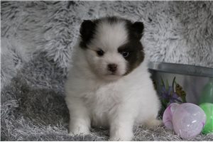 Elmo - Pomeranian for sale