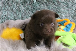 Charlotte - puppy for sale