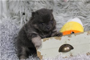 Matcha - puppy for sale