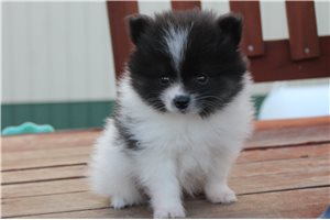 Akiro - Pomeranian for sale
