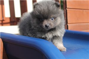 Mango - Pomeranian for sale