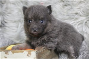 Mirabelle - puppy for sale