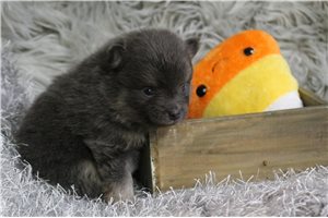 Mango - puppy for sale