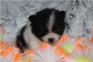 Akira - Pomeranian for sale
