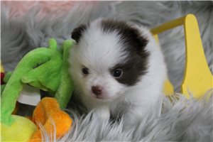 Ella - puppy for sale