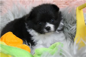 Erin - Pomeranian for sale