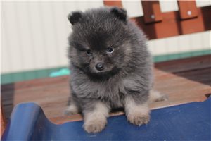 Merlot - Pomeranian for sale