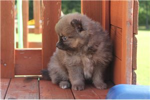 Marble - Pomeranian for sale