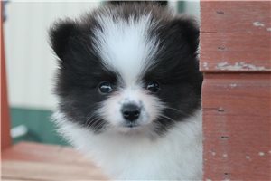Aida - Pomeranian for sale