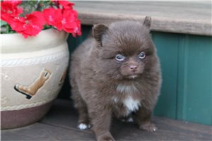 Cooper - Pomeranian for sale