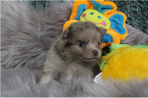 Caroline - puppy for sale