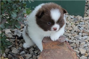 Easton - Pomeranian for sale