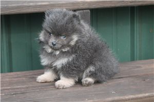 Matcha - Pomeranian for sale
