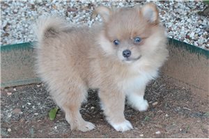 Kira - Pomeranian for sale