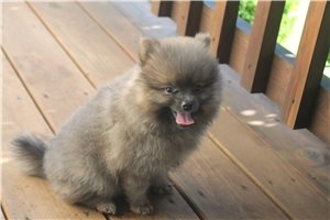 Marble - Pomeranian for sale