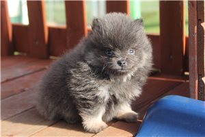 Matcha - Pomeranian for sale