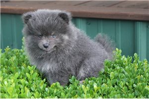 Merlot - Pomeranian for sale