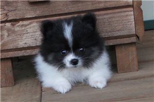 Akiro - Pomeranian, placed in Tulsa
