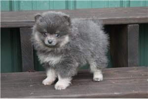 Mango - Pomeranian for sale