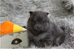 Merlot - Pomeranian for sale