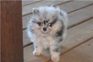 Titch - Pomeranian for sale
