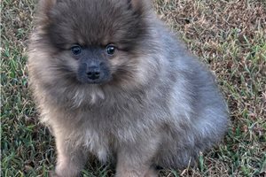 Marble - Pomeranian for sale