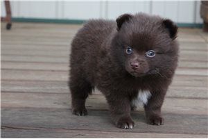 Charlotte - Pomeranian for sale