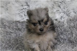 Titch - puppy for sale