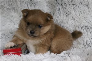 Kira - puppy for sale