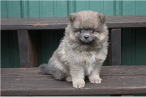Marble - Pomeranian for sale