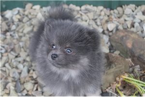 Merlot - Pomeranian for sale